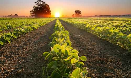 High calorie crops - soy