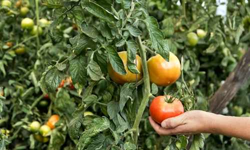 High calorie crops - tomatoes