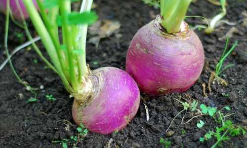 High calorie crops - turnips