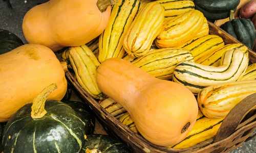 Winter squash