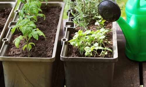 container garden