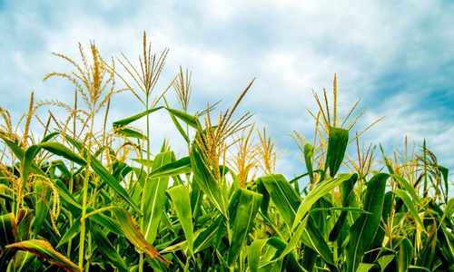 corn