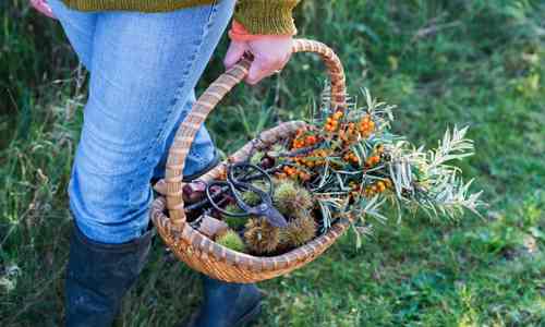 foraged food
