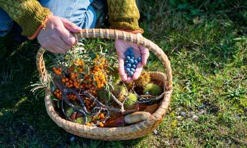 foraged foods