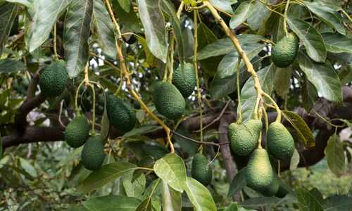 growing avocado