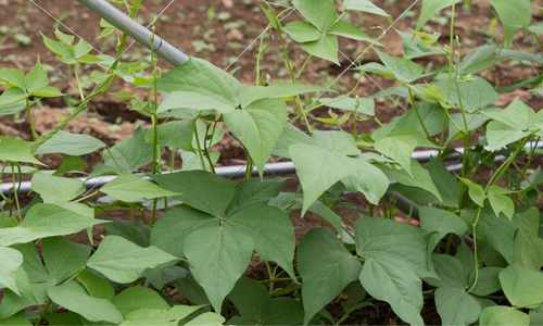 grow kidney beans