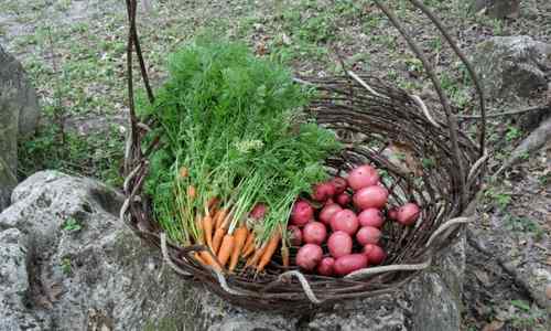 harvesting basket
