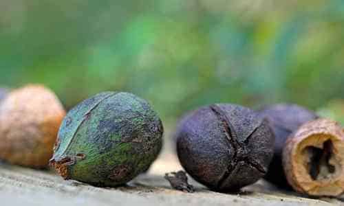 hickory nuts