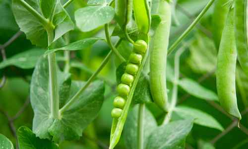 peas