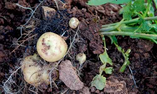 potatoes