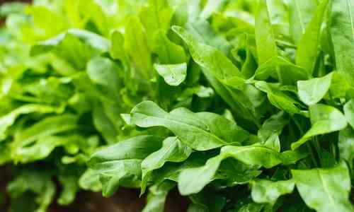 sorrel