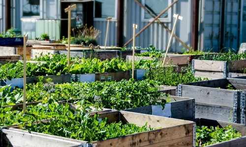 urban vegetable garden
