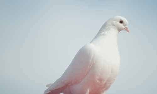 Game You Can Hunt - Doves