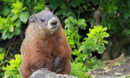 Game you can hunt: groundhogs