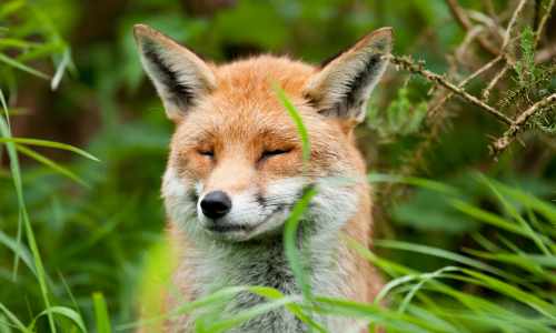 Game you can hunt: Foxes