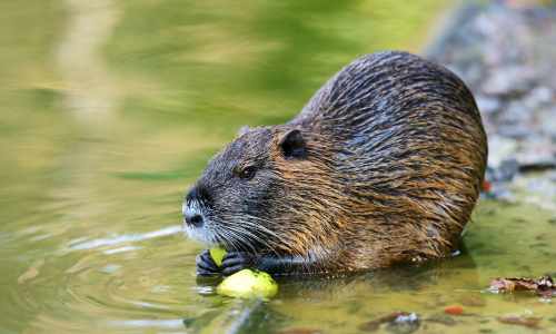 Game you can hunt: Muskrat