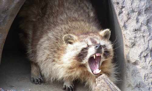 Raccoons
