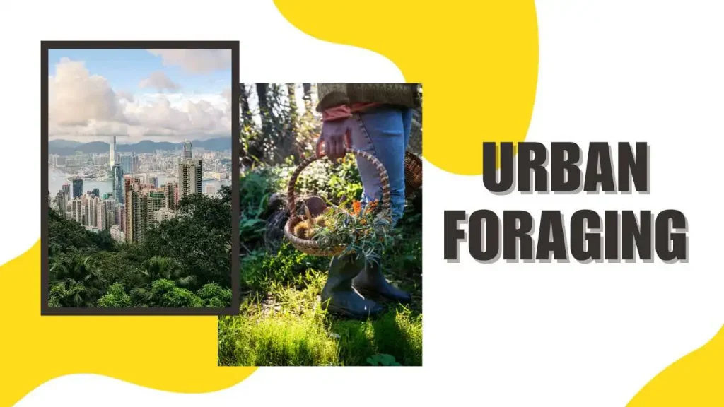 Urban foraging