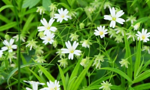 Chickweed