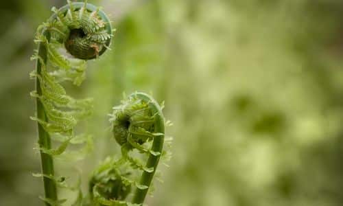 Wild Foods For Foragers Fiddlehead Ferns