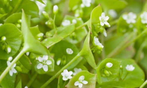 Wild Foods For Foragers Miner’s Lettuce