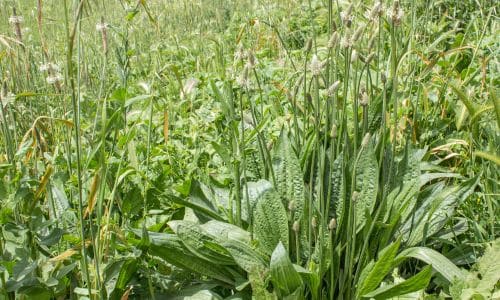 Plantain