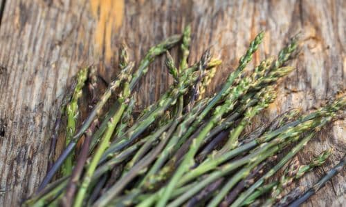 Wild Foods For Foragers Wild Asparagus