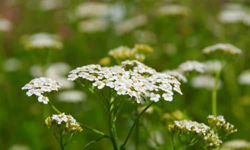Wild Foods For Foragers: Yarrow