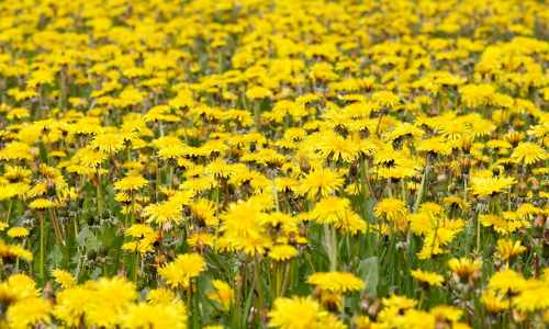 dandelions