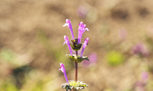 Wild Foods For Foragers: Henbit