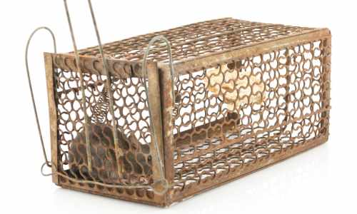 rat cage