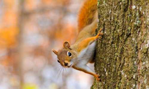 squirrels