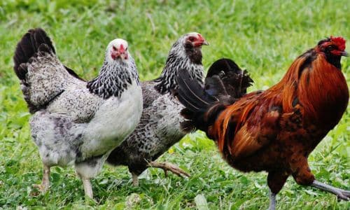 Livestock