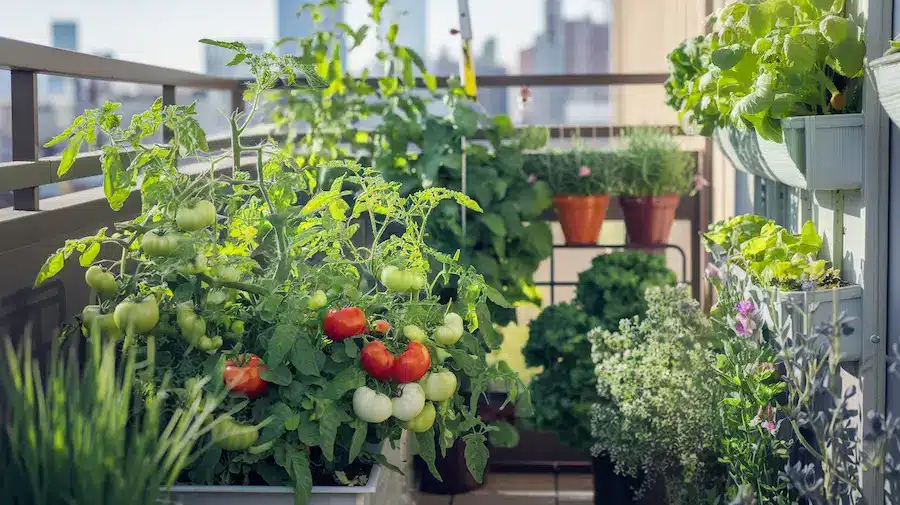 container garden